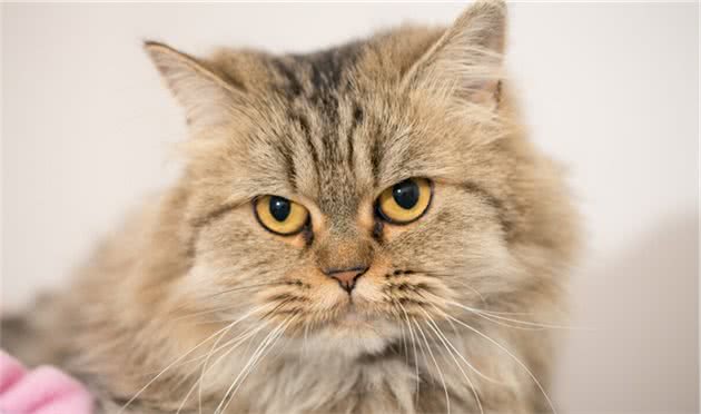 养猫界俗称“人造猫”的珍稀品金吉拉猫性格特点与优缺点等
