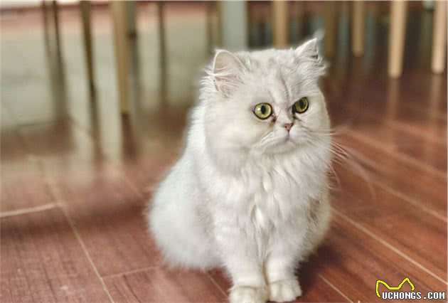 养猫界俗称“人造猫”的珍稀品金吉拉猫性格特点与优缺点等
