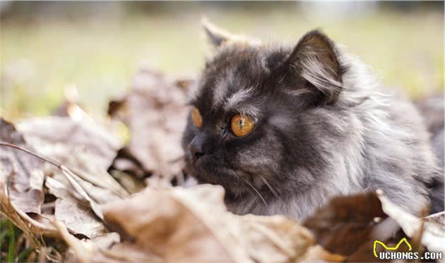 养猫界俗称“人造猫”的珍稀品金吉拉猫性格特点与优缺点等