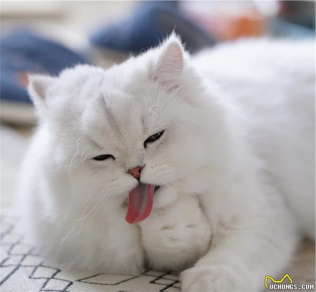 养猫界俗称“人造猫”的珍稀品金吉拉猫性格特点与优缺点等