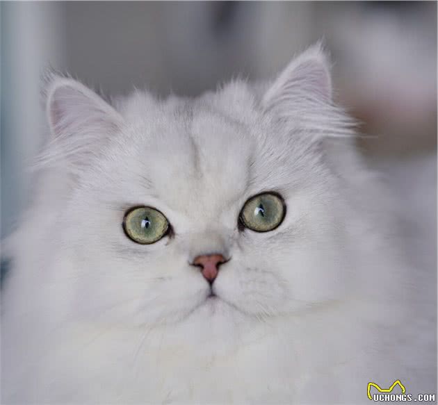 养猫界俗称“人造猫”的珍稀品金吉拉猫性格特点与优缺点等