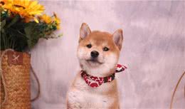 新手买柴犬怕被坑？第一次买柴犬去哪买？比较靠谱的地方有哪些？