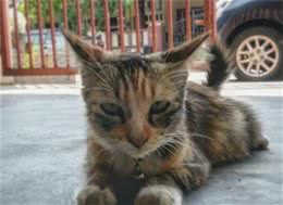 埃及猫多少钱一只？