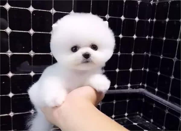 不知道怎么选比熊幼犬狗粮?只要从这些方面着手,就绝对不会选错