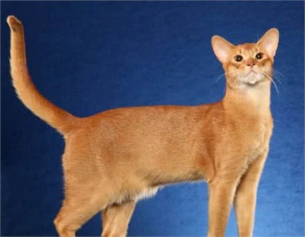 嘿！想养猫的看这里，带你了解各类喵的属性（3）