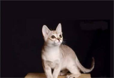 嘿！想养猫的看这里，带你了解各类喵的属性（3）
