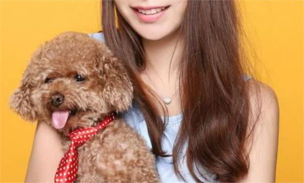 为何女生都喜欢养泰迪犬？这几点，真的值得
