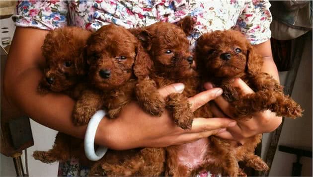 为何女生都喜欢养泰迪犬？这几点，真的值得