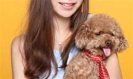 为何女生都喜欢养泰迪犬？这几点，真的值得