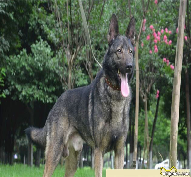 中国的工作犬—昆明犬