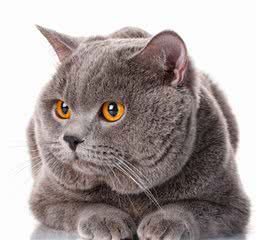 这6种猫咪养哪个都不会后悔！铲屎官看过来