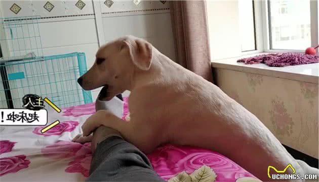 一旦你“戒掉”这些养狗坏习惯，什么狗你都能养好