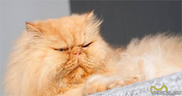 被基因病折磨一生的纯种猫，人类究竟对它们犯下多大的恶