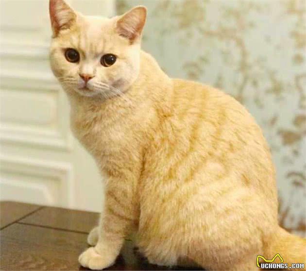 被基因病折磨一生的纯种猫，人类究竟对它们犯下多大的恶