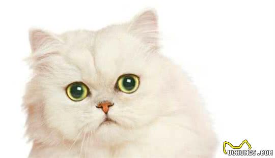 被基因病折磨一生的纯种猫，人类究竟对它们犯下多大的恶
