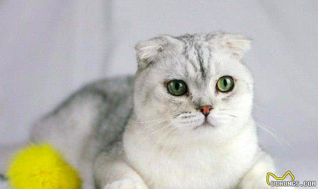 被基因病折磨一生的纯种猫，人类究竟对它们犯下多大的恶