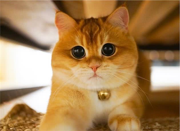 如何训练出乖巧听话的小猫咪？