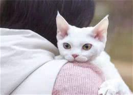 是谁“画”出这么萌的四脚兽！盘点那些像从画里走出来的猫咪