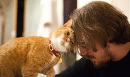 谁说猫咪都高冷？这6种粘人的猫咪，甩都甩不掉