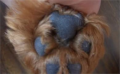 一摸泰迪犬爪子，它就躲开，其实是有5个原因