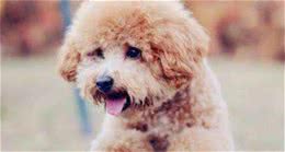 一摸泰迪犬爪子，它就躲开，其实是有5个原因