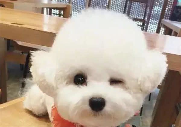 狗狗吐黄水怎么回事？遇见了要淡定，现在就告诉你原因和办法！