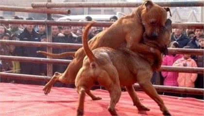 比特犬很拽，强到没狗能打败？国内有两种土狗能将它按在地上摩擦