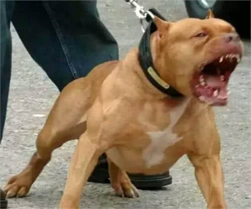比特犬很拽，强到没狗能打败？国内有两种土狗能将它按在地上摩擦