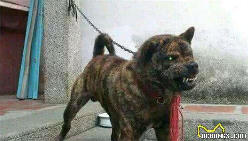 比特犬很拽，强到没狗能打败？国内有两种土狗能将它按在地上摩擦