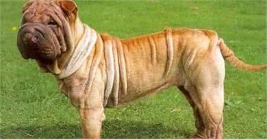 比特犬很拽，强到没狗能打败？国内有两种土狗能将它按在地上摩擦