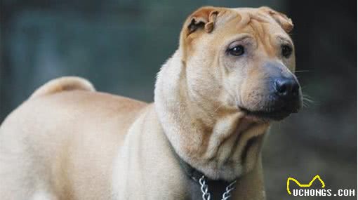比特犬很拽，强到没狗能打败？国内有两种土狗能将它按在地上摩擦
