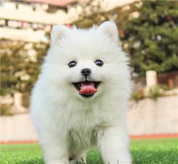 博美犬为何如此“受宠”？这几个优点，不少人看了都心动不已