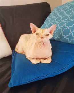 怕冷的无毛猫找了个地方抱窝，铲屎官看了一眼简直哭笑不得