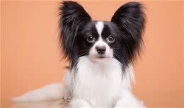 跟你家狗狗相处，不要做这几件事，否则它会讨厌你的