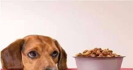狗狗挑食不吃狗粮怎么办？这5招，帮你轻松解决