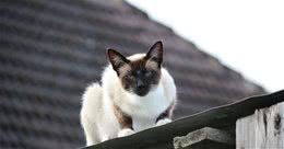 猫界变色龙：暹罗猫，为啥会变色？这就是一份最专业的科普