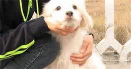 狗狗喜欢被摸，但这4种情况，还是不建议主人打扰它们