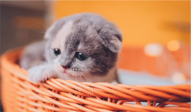 折耳猫的苦与悲