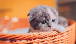 折耳猫的苦与悲