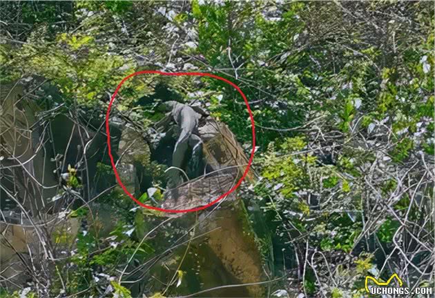 “豺”惊现云南！犬科中的“迅猛龙”，掏肛捕猎，还敢虎口夺食