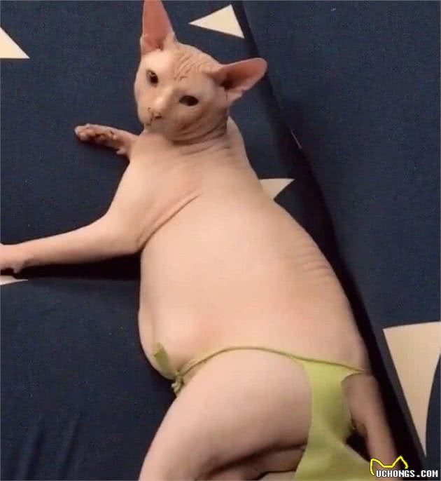 因无毛猫身体太过裸露，奶奶做了件衣服，网友却说诱惑力更大了
