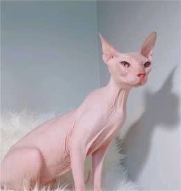 因无毛猫身体太过裸露，奶奶做了件衣服，网友却说诱惑力更大了