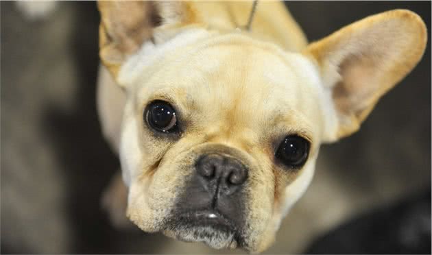 狗狗幼犬腹泻引起的原因和预防方法