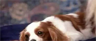 狗狗幼犬腹泻引起的原因和预防方法
