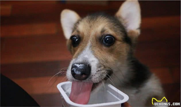 狗狗护食，怎么办？