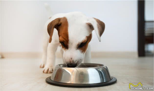 狗狗护食，怎么办？