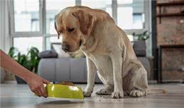 狗狗护食，怎么办？