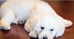 比熊犬出现这几个行为，说明它很“孤独”，赶紧陪陪它吧