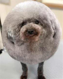 好端端的一汪，被这个宠物美容师整成了个毛蛋……