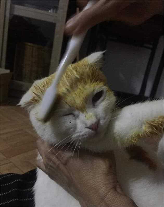 泰国小伙将猫涂成皮卡丘？这不是虐猫，而是在救它